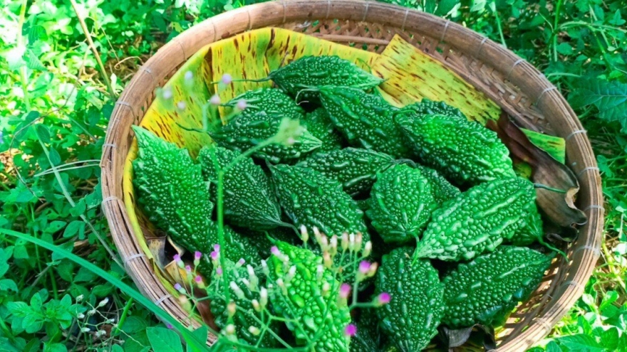 Loại quả nhiều người ghét vì đắng lại là "vua dưỡng gan" cực tốt cho sức khỏe