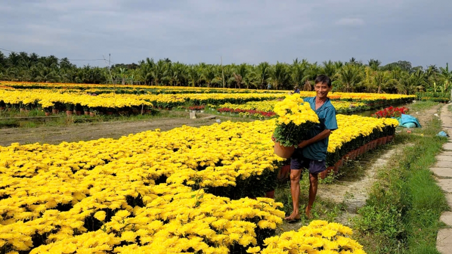 Thị trường hoa kiểng Tết ở Đồng Tháp tiêu thụ chậm, giá giảm, nông dân kém vui