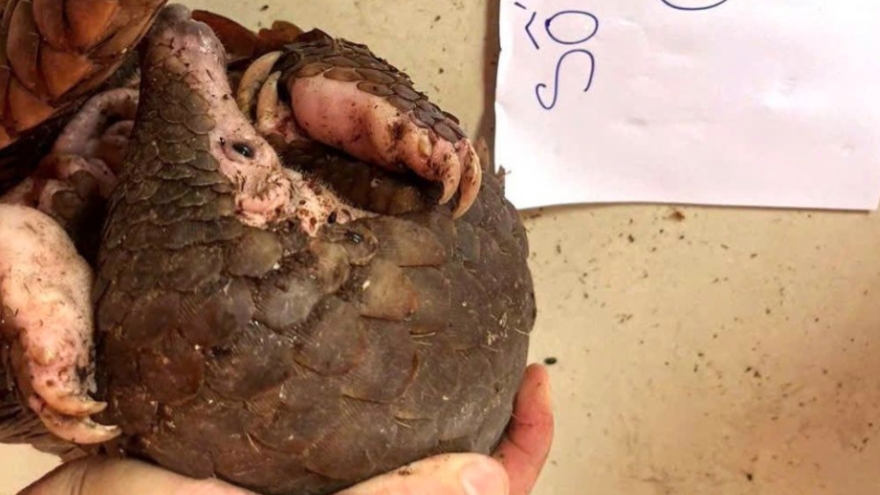 Khanh Hoa uncover illegal pangolin keeping case, one animal found dead