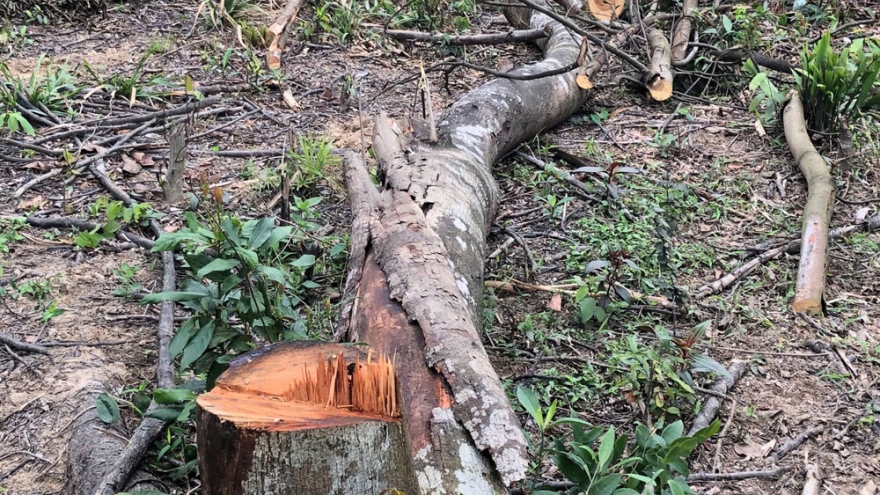 Hạt Kiểm lâm liên xã ở Bắc Ninh xử lý vụ phá hàng nghìn ha rừng