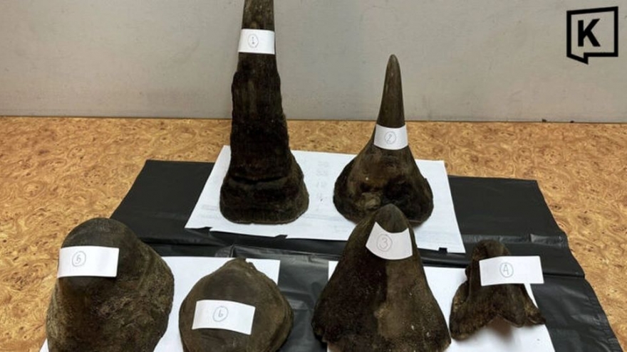 Nearly 12 kg of rhino horn found in Vietnamese passenger’s luggage at Thai airport