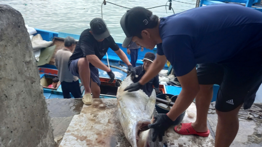 Lộc biển đầu năm từ Trường Sa, ngư dân đón Tết muộn trong niềm vui trọn vẹn