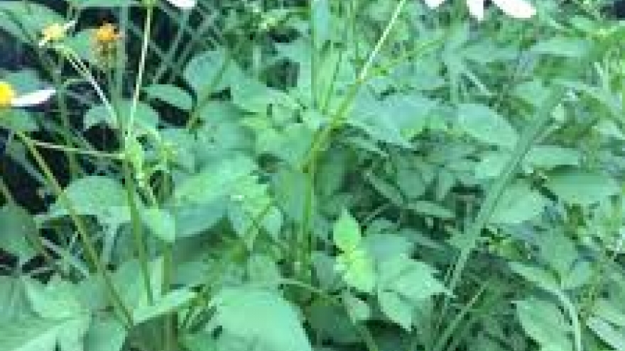 Cây mọc dại ở Việt Nam, ở nước ngoài phơi khô bán hơn 200.000 đồng/kg