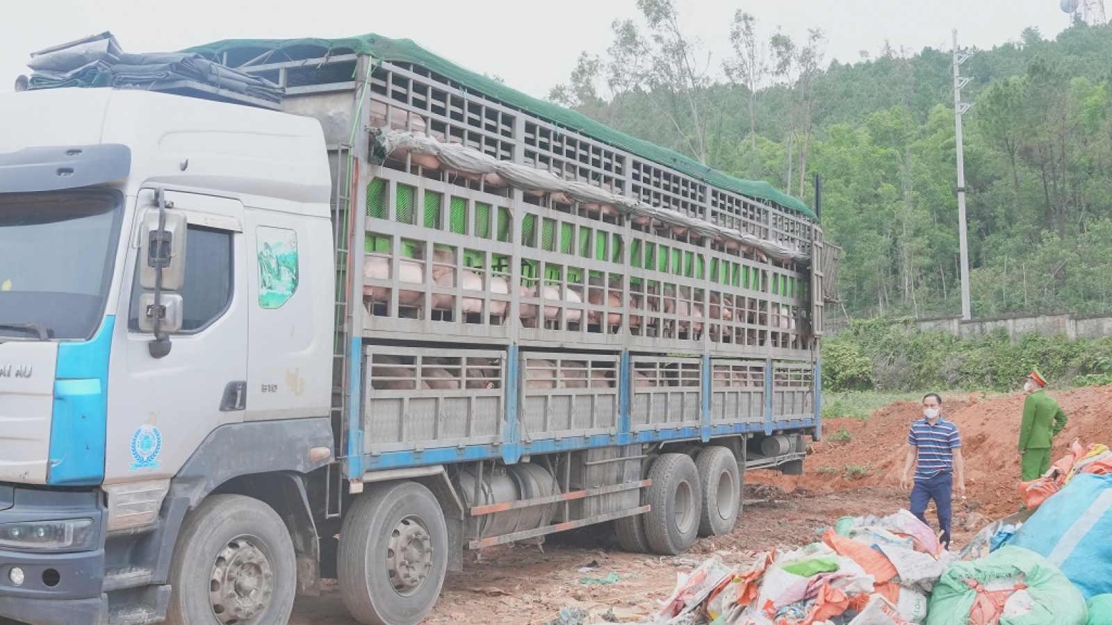 Cảnh sát chặn xe chở 180 con lợn nhiễm dịch tả lợn châu Phi đi tiêu thụ