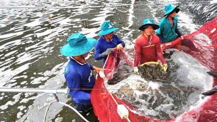 Vietnam's shrimp exports gain dual boost from key markets