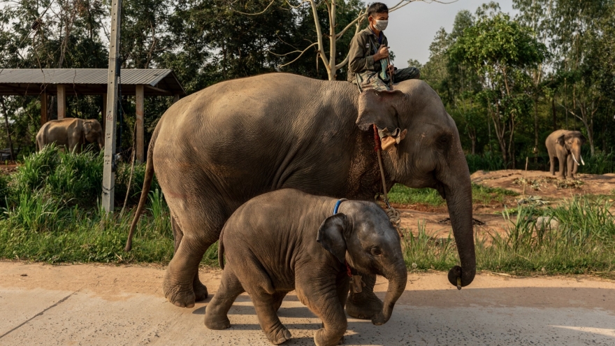 Voi dữ Thái Lan giết chết du khách thứ 3, người vợ may mắn được cứu