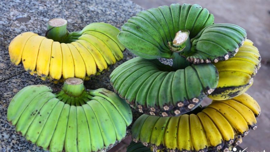 Chuối “bàn tay Phật” hút khách dịp Tết, nông dân tất bật vào vụ