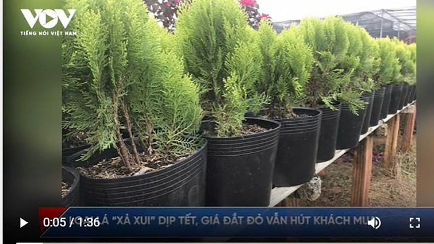 Loại lá “xả xui” dịp Tết, giá đắt đỏ vẫn hút khách mua