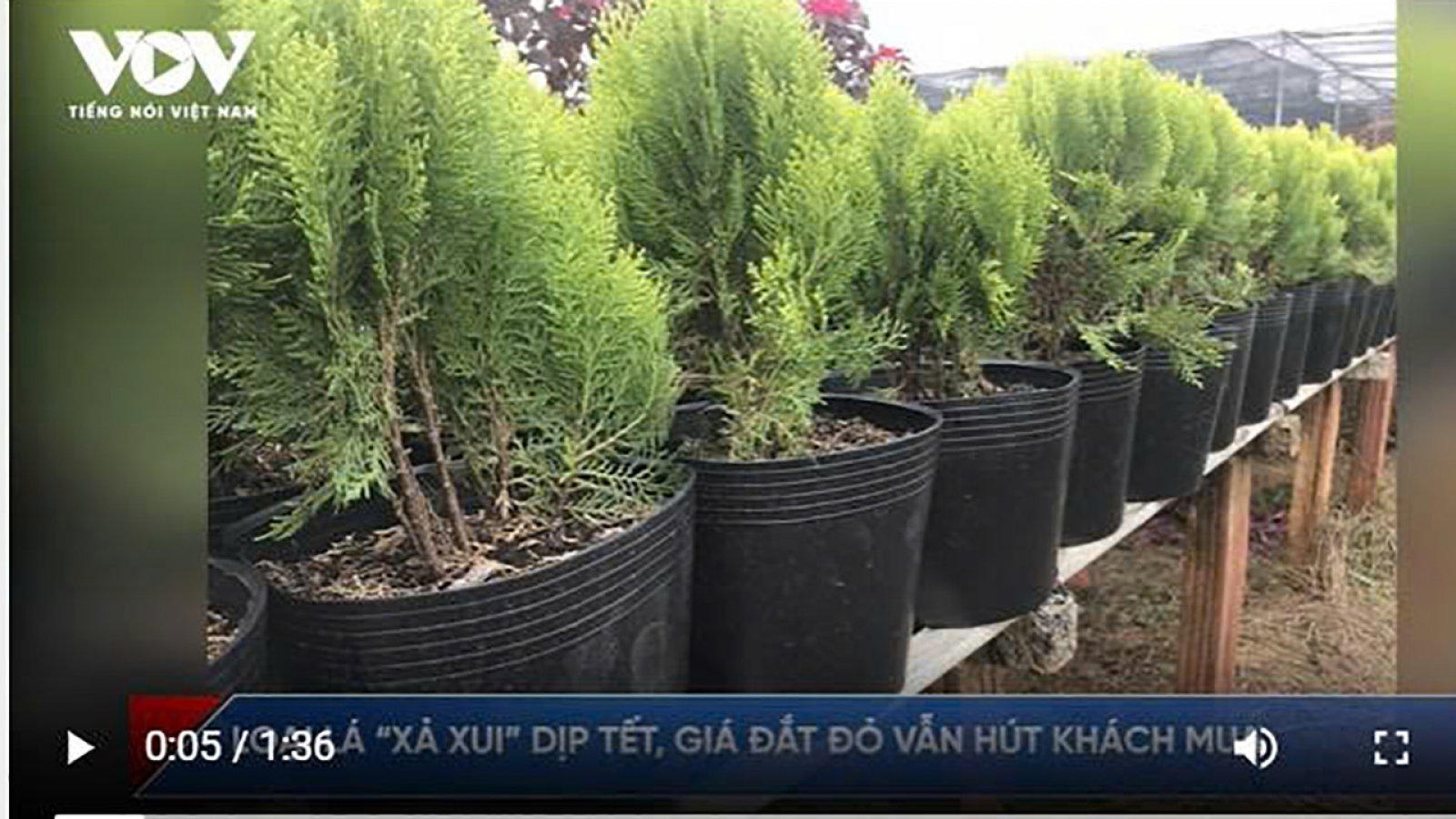 Loại lá “xả xui” dịp Tết, giá đắt đỏ vẫn hút khách mua