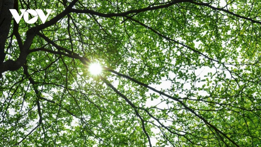 "Cây bàng" - Giữa thực và mộng tiết tháng Giêng