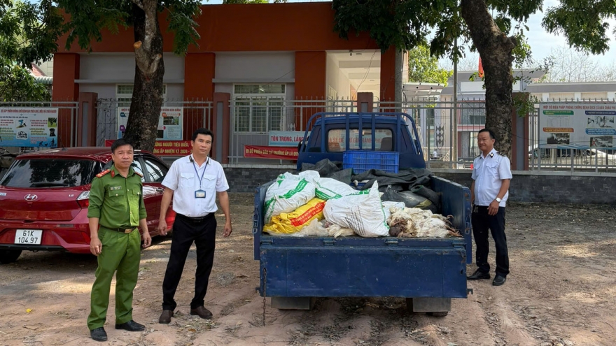Vận chuyển hơn 200kg gà chết đang phân hủy đi tiêu thụ thì bị bắt