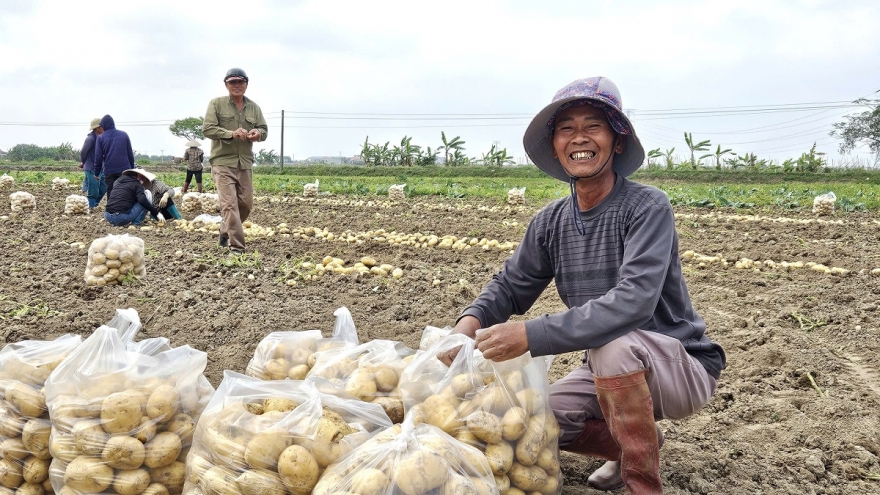 Khoai tây ‘vừa dỡ đã hết’, nông dân Ninh Bình phấn khởi