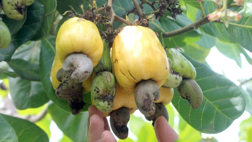 Đồng Nai sắp có lễ hội lớn, quyết tâm đưa thương hiệu điều bay xa