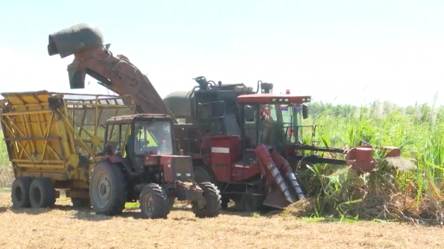 Gia Lai: Trồng 3 hecta mía lãi ròng 100 triệu đồng