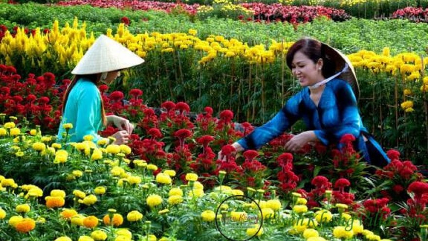 Mùa xuân làng lúa làng hoa