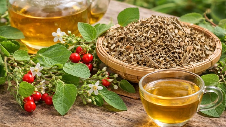 Cà gai leo giải độc gan nhưng nhóm người này tuyệt đối không uống