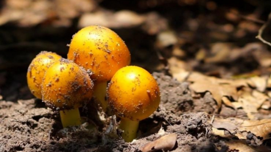 Nấm trứng gà có gì đặc biệt mà giá nửa triệu đồng/kg?