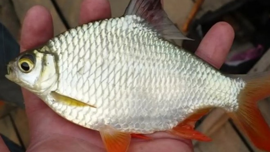 Loài cá vàng óng ở miền Tây dù “đội giá” vẫn được săn lùng