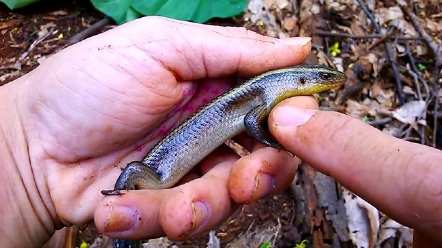 Loài bò sát nhỏ xíu giúp nông dân miền Tây “hốt bạc”