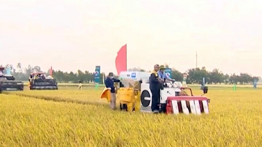 Đề án 1 triệu ha lúa, hình thành chuỗi giá trị thúc đẩy địa phương vào cuộc