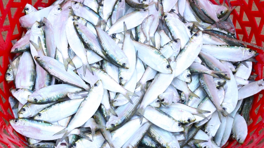 Ngư dân Hà Tĩnh bội thu “lộc biển”