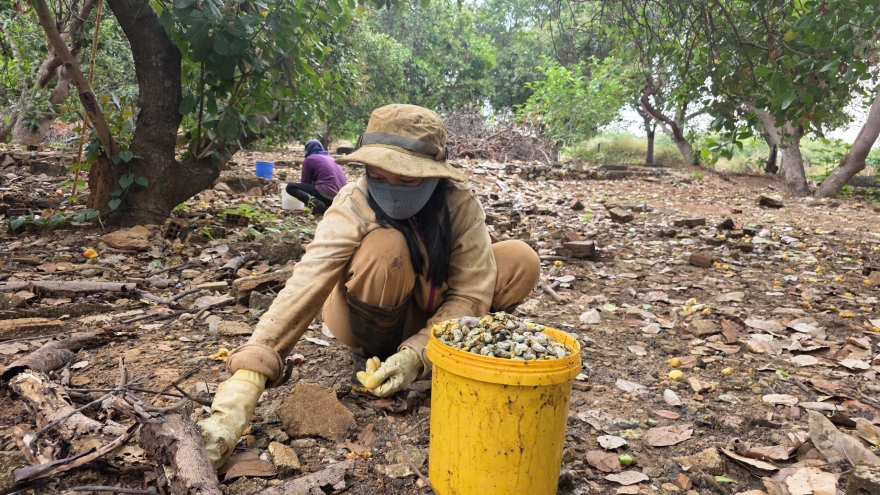 Giá hạt điều tăng nhưng nông dân Gia Lai chưa hưởng lợi vì mất mùa
