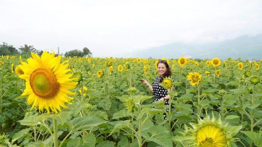 Nườm nượp du khách check-in cánh đồng hoa hướng dương nở rực rỡ ở Đà Nẵng