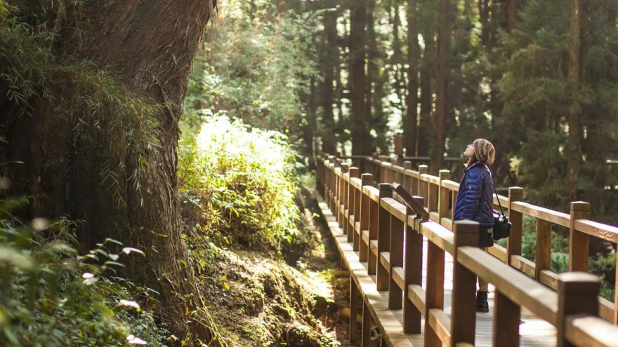 Du xuân Alishan - Lạc giữa biển mây và rừng cổ thụ của Đài Loan