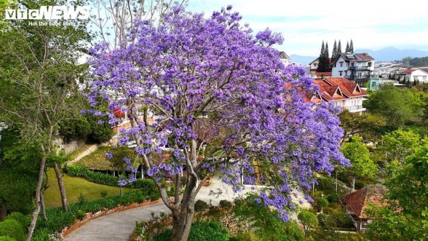 Ngắm Đà Lạt tím biếc sắc màu loài hoa đến từ Nam Mỹ