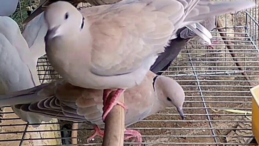 Loài chim nhỏ đồng quê thành đặc sản, người dân đua nhau nuôi