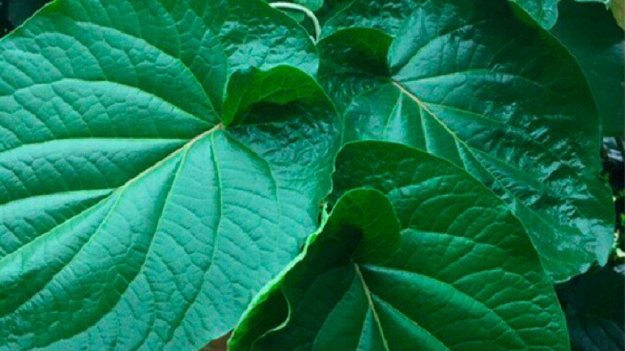 Cây ra “lá kim cương” trồng 1 lần hái bán quanh năm