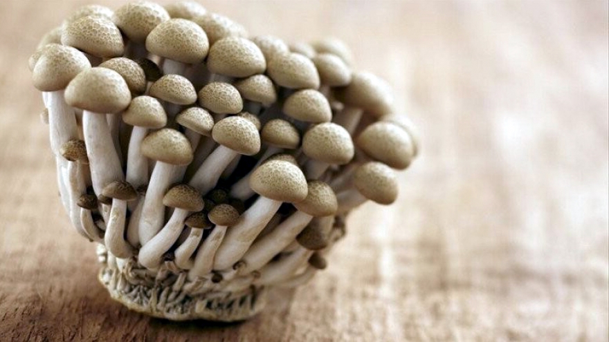 Hái ra tiền từ loại nấm bổ như nhân sâm