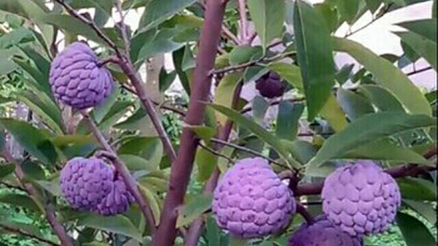 Na tím thành đặc sản lạ có giá bán 70.000 đồng/kg