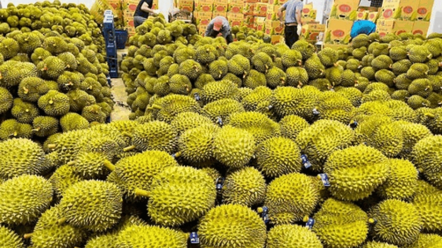 Xuất khẩu sầu riêng có thể cán mốc 1 tỉ USD trong quý I