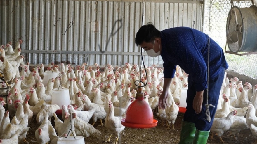 Doanh nghiệp, hiệp hội chung tay giữ nhịp sản xuất nông nghiệp