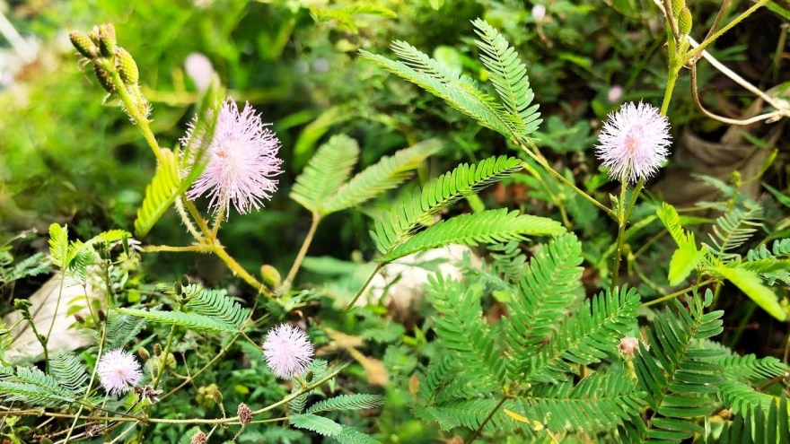 Thảo dược quý cực sẵn ở Việt Nam, tốt ngang thuốc bổ đắt tiền lại hay bị ngó lơ