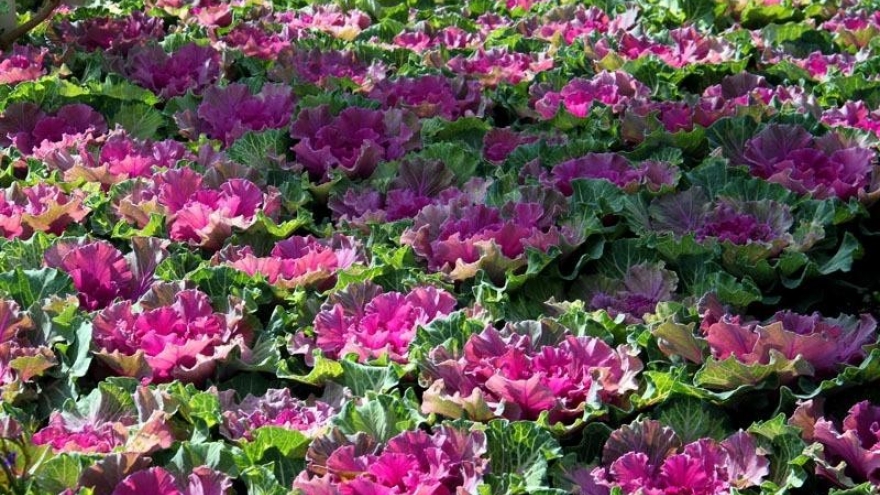 Loại rau vừa lạ vừa quen có sẵn ở Việt Nam, ăn vào dưỡng tim, ngừa bệnh cực tốt