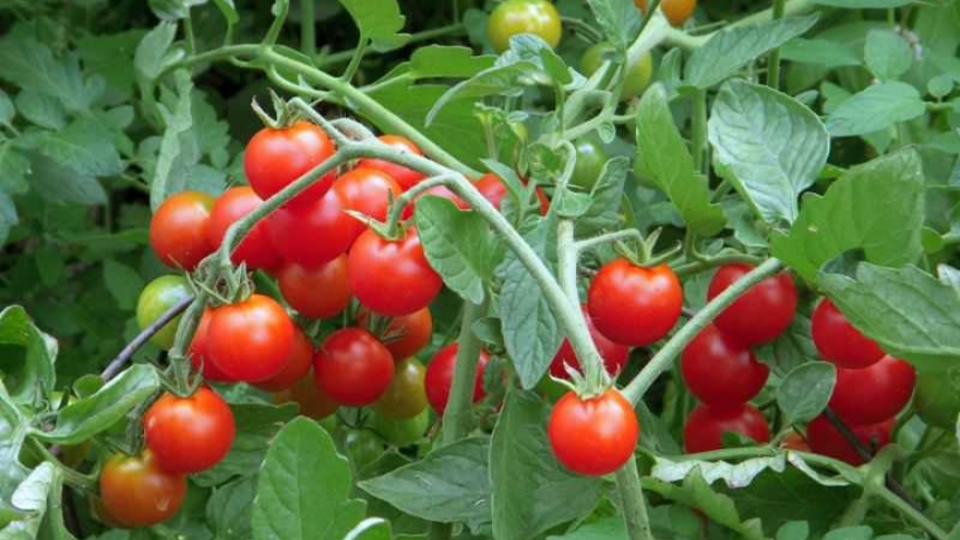 Ít ai biết: Quả cà chua nhỏ bé lại chứa “kho” vitamin tốt cho sức khỏe