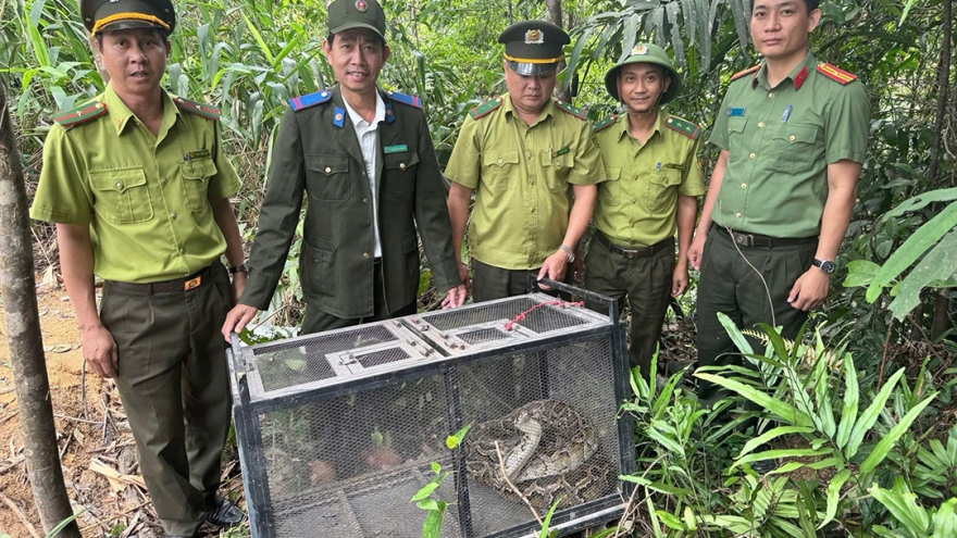Thả về rừng trăn gấm dài hơn 3m bò vào khu dân cư trong đêm ở Đà Nẵng