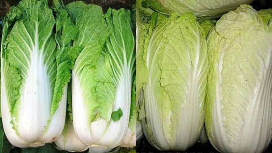 Cải thảo tốt đến đâu? Những điều cần biết trước khi đưa vào thực đơn mỗi ngày