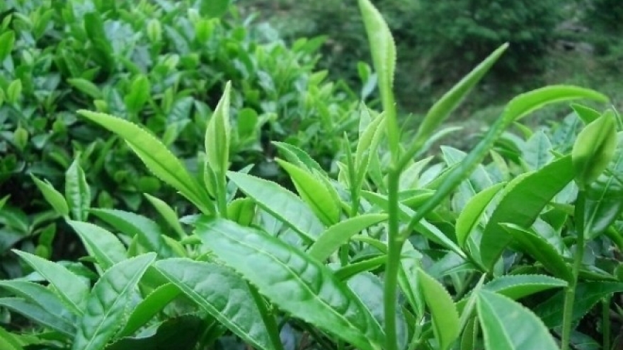 Việt Nam cây “thuốc đại bổ” trồng đầy vườn quê, tốt đủ đường ngừa cả ung thư