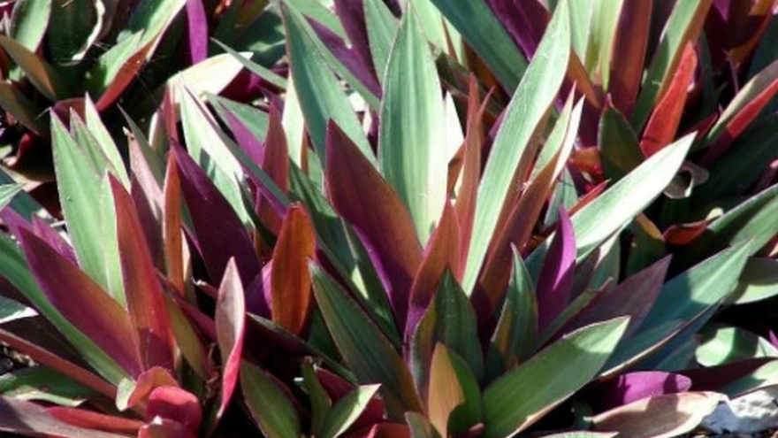 Loại cây nhiều người trồng vì đẹp lại là "thuốc quý" dưỡng tim, giải độc cực tốt