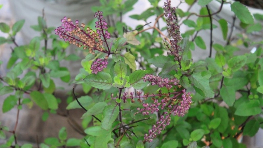 Việt Nam có “nữ hoàng thảo mộc”, bổ ngang nhân sâm lại chỉ được trồng làm cảnh