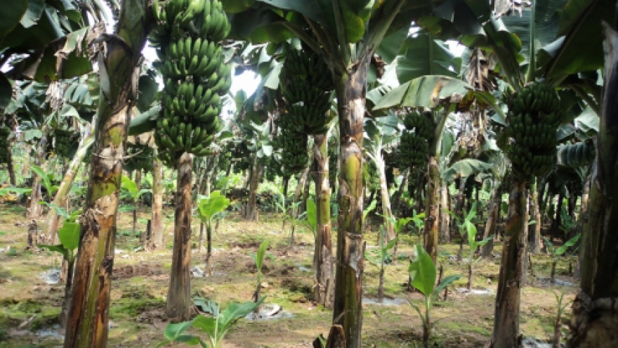 Mâu thuẫn vì chuối bị chặt, em trai sát hại anh ruột