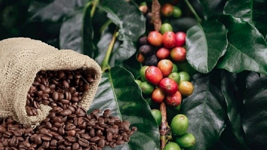 Robusta dominates Vietnam’s coffee exports to Japan despite price decline
