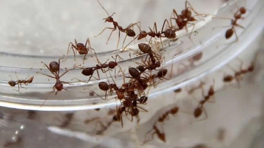 Không cần hóa chất: 9 cách đơn giản đuổi côn trùng khỏi nhà