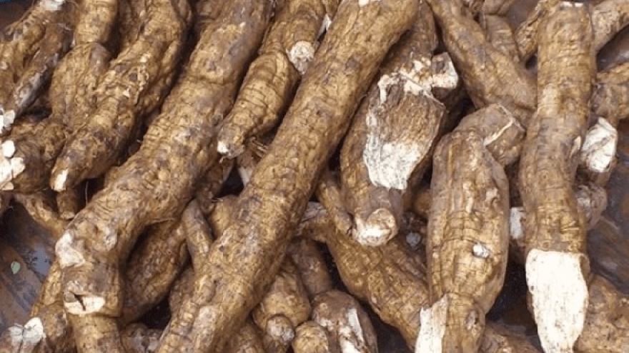 Loại củ Việt được ví như "nhân sâm trắng", ăn vào giúp khỏe từ trong ra ngoài