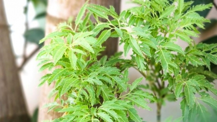 "Cây thuốc đại bổ”, bộ phận nào cũng dùng được mà người Việt chỉ trồng làm cảnh