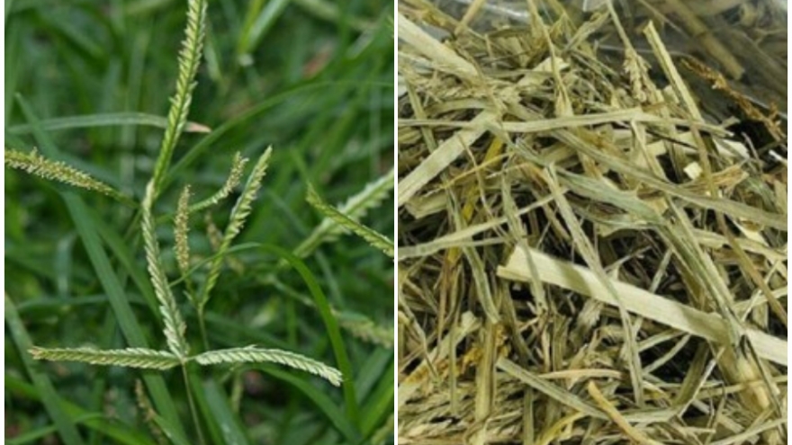 Cây thuốc dưỡng gan bổ thận không trồng vẫn mọc đầy vườn, hay bị nhầm là cỏ dại