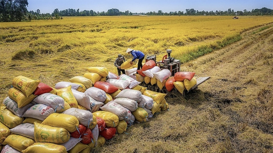 Bộ Công Thương ban hành Chỉ thị thúc đẩy sản xuất, xuất khẩu gạo